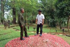 Baru Tapi Lama! Wisata Alam Wrayan View Jatinegara Tegal Dibuka Lagi