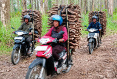 Musim Kemarau Bawa Rezeki, Warga Buru Rencek dari Hutan Jati Balapulang Tegal