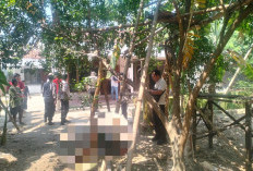Tragedi di Tegal: Pria Meninggal Terjatuh dari Pohon Jeruk