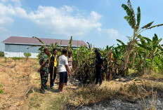 Apes! Niat Bakar Rumput di Sawah, Motor Petani di Brebes Malah Ikut Terbakar