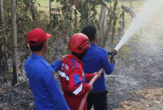 Maraton Padamkan Api, Damkar Tegal Jinakkan Dua Kebakaran Lahan dalam Waktu 7 Jam
