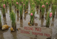 Penyakit Kresek dan Keong Mas Ancam 5 Hektare Tanaman Padi di Tegal