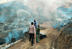 Hutan Pinus di Brebes Terbakar, Kapolsek Paguyangan: Sudah Padam dan Tak Meluas ke Kawasan Lainnya 