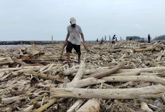 Ribuan Kayu Gelondongan Penuhi Laut Larangan Tegal, Diduga Hanyut dari Gunung Slamet