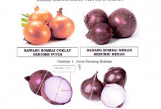 Bawang Bombai Mini Dilarang Beredar di Brebes, Ini Sebabnya