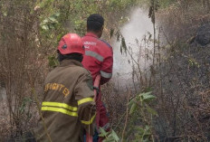 Gunung Anjing Bojong Tegal Terbakar Hebat, Pohon Pinus Ludes Dilalap Api