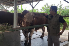 Melihat Penampakan Kevin, Sapi Jenis Metal Bantuan Kurban Presiden Prabowo di Tegal