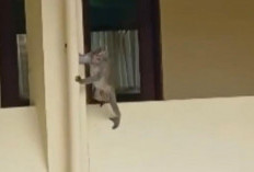 Monyet Ekor Panjang Berkeliaran di Kantor Pemkab Tegal, 5 Kali Lolos Evakuasi!