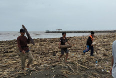 Ironi Banjir Guci: Ratusan Kubik Kayu Gelondongan Terdampar di Pantai Larangan Tegal, Jadi Berkah Warga