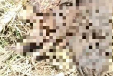 Heboh! Kerangka Manusia Ditemukan di Area Perkebunan Tebu di Pemalang