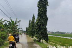 Ratusan Hektar Lahan Pertanian Terdampak Banjir di Brebes, 50 Ha di Antaranya Puso