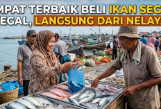 Tempat Terbaik Beli Ikan Segar di Tegal, Langsung dari Nelayan!