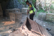 Grebek Arena Sabung Ayam di Tegal, Polisi Amankan Barang Bukti dan Bongkar Lapak