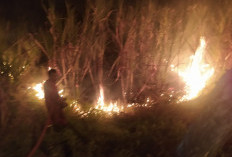Kebakaran Lahan Tebu Kramat Tegal, Kandang Ayam dan Kebun Jati Ikut Ludes!