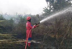 Kurang dari 12 Jam, 3 Kebakaran Lahan Terjadi di Kabupaten Tegal