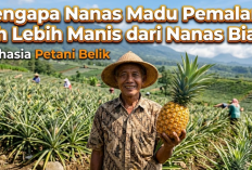 Mengapa Nanas Madu Pemalang Jauh Lebih Manis dari Nanas Biasa? Ini Rahasia Petani Belik