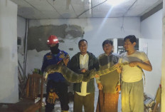 Ngumpet dalam Plafon Rumah Warga di Brebes, Biawak Sepanjang 3 Meter Diamankan Damkar