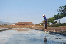 Dilema Petani Garam Rembang: Produksi Naik, Harga Terjun Bebas