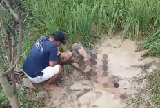Geger! Pria Misterius Berlumuran Lumpur Ditemukan Terikat di Persawahan Rungkang Brebes