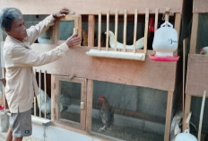 Peternak Ayam Keluhkan Pemadaman Listrik di Brebes, Gangguan Proses Penetasan Telor