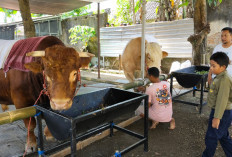 Sapi Kurban Jumbo 1,3 Ton Tumbang, Jagal Profesional Banyumas Beraksi di Adiwerna Tegal