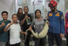Geger! Biawak Masuk ke Perkantoran Dinperwaskim Brebes, Pegawai Heboh