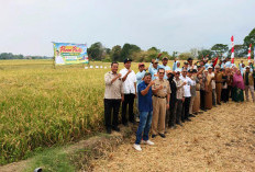 Hasil Panen Padi Tegal Melonjak! Metode Pertanian Modern PM-AAS Tembus 12 Ton per Hektar
