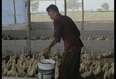 1.045 Bebek Peking Dipanen dan Disuplai ke Dapur MBG, Hasil Pengelolaan Sampah SPPG di Brebes