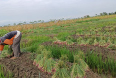 Lahan Panen Berkurang, Harga Bawang Merah di Brebes Naik
