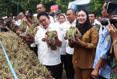Ke Brebes, Ketua Komisi IV DPR RI dan Rombongan Kunjungi Sentra Produksi Bawang Merah