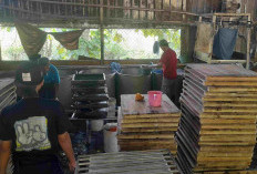 Harga Kedelai Naik, Pengusaha Tahu di Pemalang Kebingungan Cari Untung