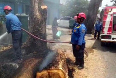 Kebakaran Alang-Alang di Trayeman Slawi Buat Warga Panik dan Nyaris Lalap Gedung MWC NU 