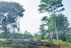 Wacana Restorasi Situs Candi Gong Sidamulya Tegal: Mengungkap Sejarah Peradaban Kuno di Tlatah Tegal