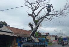 Mati dan Membahayakan, DLH Tebang Pohon Peneduh Jalan Lengkong Adiwerna 