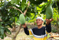 Gagas Wisata Baru, Kades Bangun Taman Buah di Perbatasan Tegal
