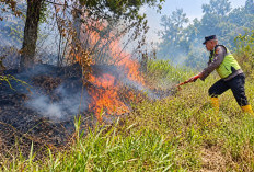 Api di Hutan Pinus Gunung Anjing Tegal Padam Usai Tim Gabungan Turun Tangan