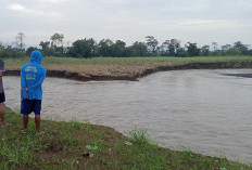 Bibir Sungai Comal di Ampelgading Pemalang Jebol, 20 Hektare Sawah Warga Terdampak