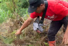 Video Relawan Temukan Kayu Gelondongan di Brebes Viral