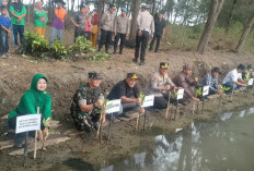 Perkuat Perlindungan dari Abrasi dan Rob, Kampung Pesisir Nyamplungsari di Pemalang Ditanami Mangrove