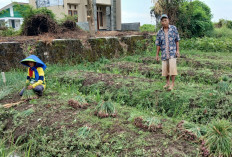 Bawang Merah Siap Panen Dicuri, Petani di Brebes Merugi