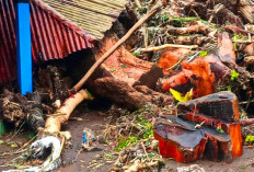 Banjir Brebes Selatan, Kayu Gelondongan Terbawa Arus Menumpuk di Desa