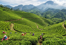 5 Rekomendasi Wisata Brebes Terbaru yang Lagi Hits, Cocok Buat Liburan Keluarga Akhir Pekan