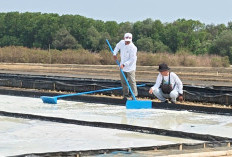 Harga Garam di Brebes Rp900 per Kg, Petambak Sambat ke Pemerintah