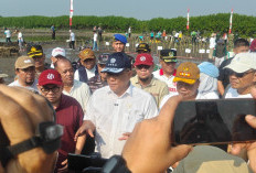 Kunjungan ke Brebes, Menteri Lingkungan Hidup Tanam Mangrove di Pantai Randusanga Indah