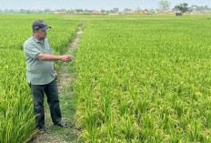 Petani Pagerbarang Tegal Keluhkan Biaya Pompa Air Rp4,8 Juta, DPRD Desak Perbaikan Sumur Pompa 