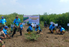56 Persen Pesisir Brebes Tergerus Abrasi, Aktivis Lingkungan Lakukan Hal Ini