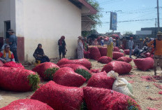 Permintaan Masih Rendah, Harga Cabai Merah di Brebes Anjlok Jadi Rp9 Ribu per Kilogram