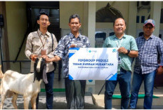 Rayakan Idul Adha 1447 H, FIFGROUP Cabang Tegal Berbagi Hewan Kurban untuk Masyarakat Tegal