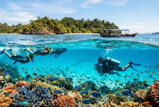 7 Spot Diving dan Snorkeling Terbaik di Karimunjawa 2026, Ada Hiu dan Terumbu Karang Cantik
