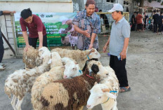 Mejasem Barat Tegal Dapat Gelontoran 14 Ekor Kambing Kurban